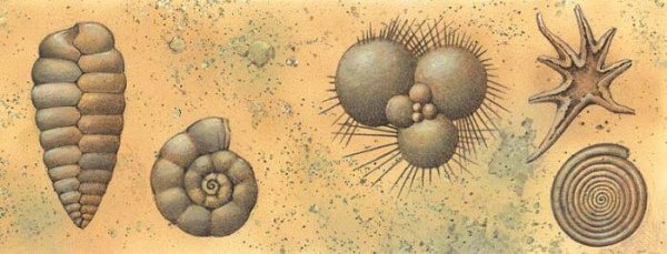 Фораминиферы Геккель