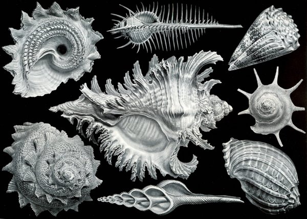 Жизненный цикл фораминеф