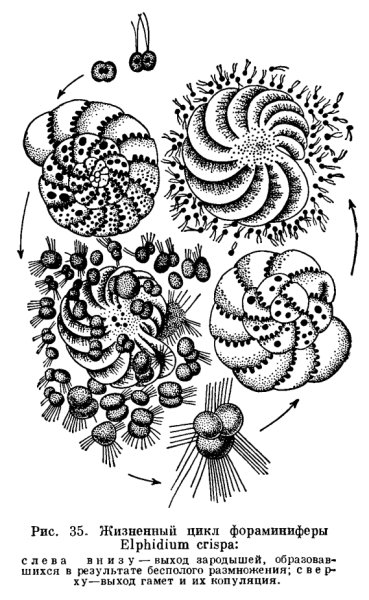 Раковинные фораминиферы
