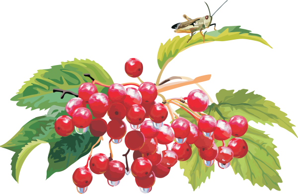 Калина рисунок