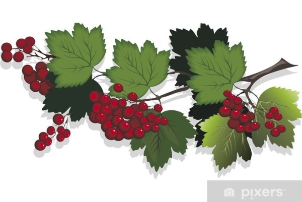 Веточка калины