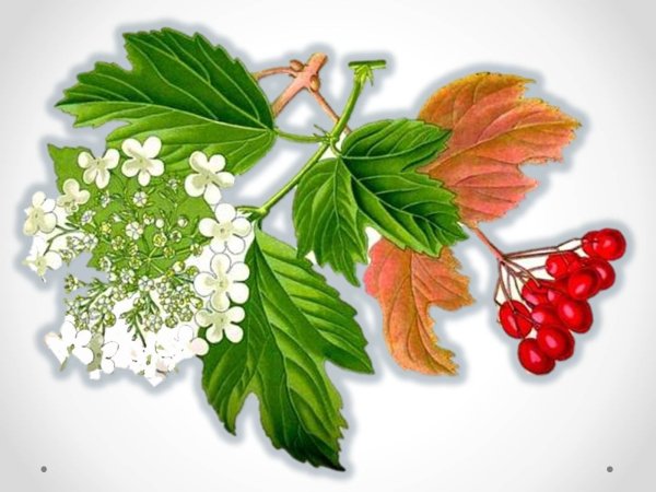 Калина для рисования