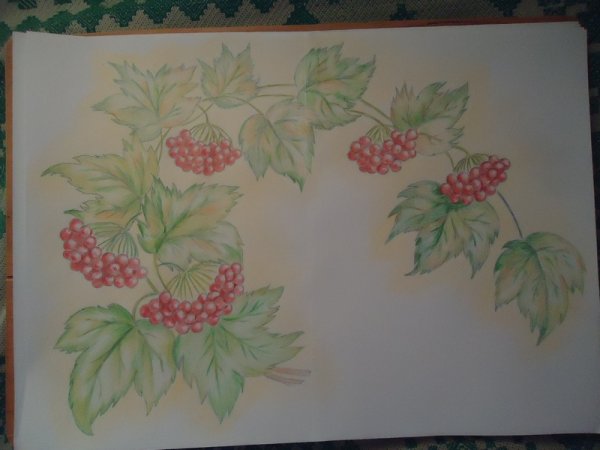 Ветка калины рисунок