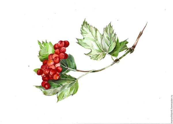 Веточка калины