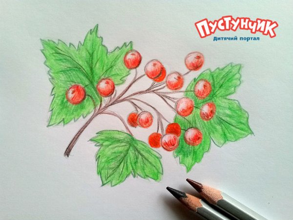 Веточка калины