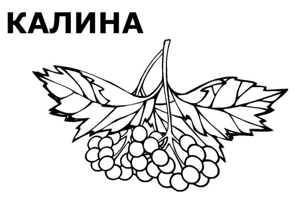 Лист калины вектор