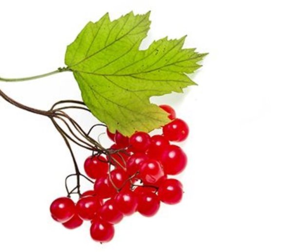 Ветка калины рисунок