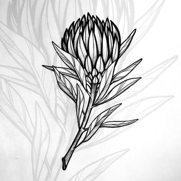 Протея вектор