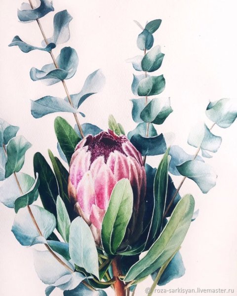 Протея цветок акварель