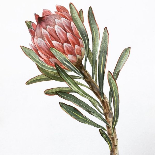 Протея grandiceps