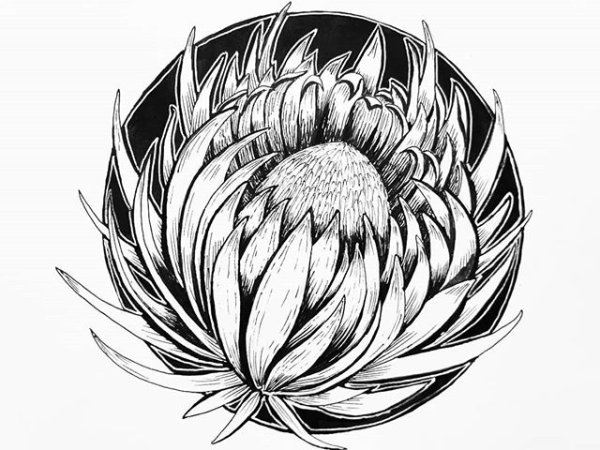 Протея гравюра