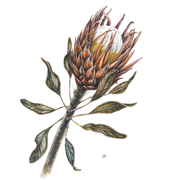 Протея Ботаническая иллюстрация