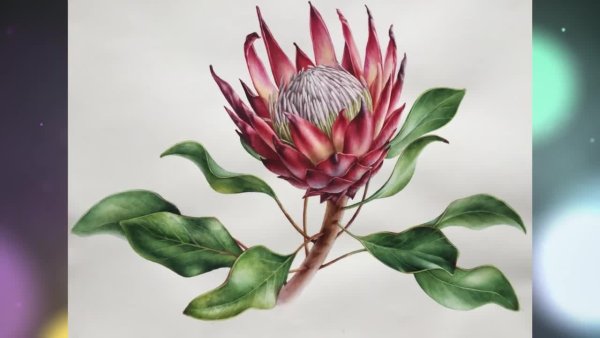 Протея артишоковая плод