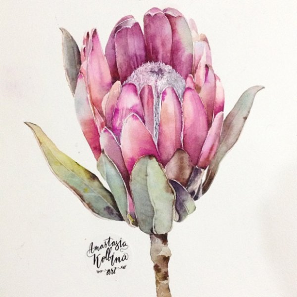 Протея Ботаническая иллюстрация