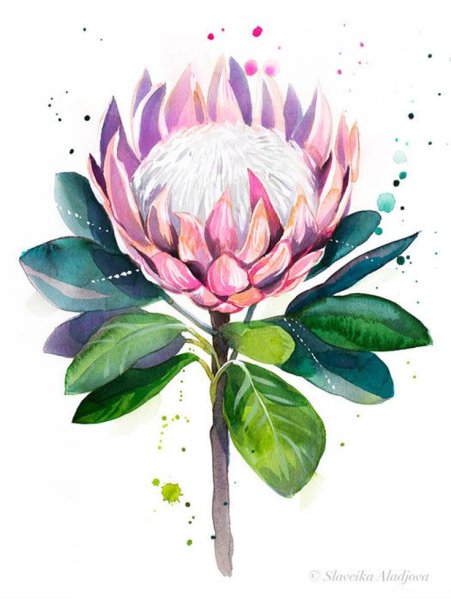 Protea aristata Watercolor