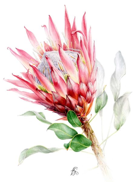 Протея синаройдес Мадиба