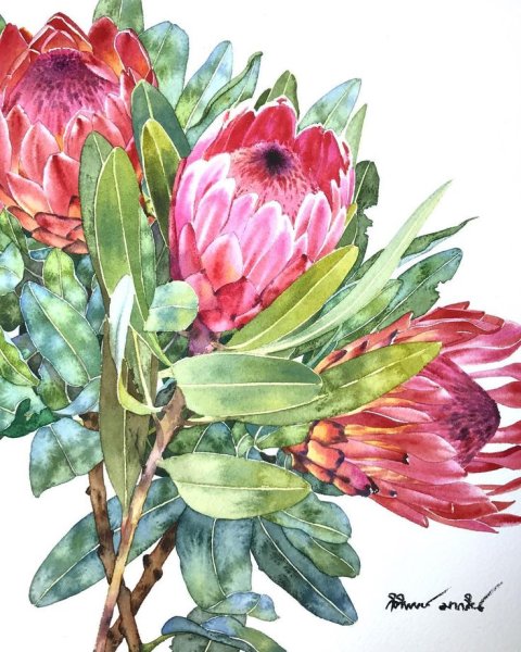 Протея акварель