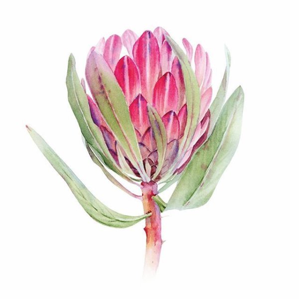 Ботаническая акварель протея
