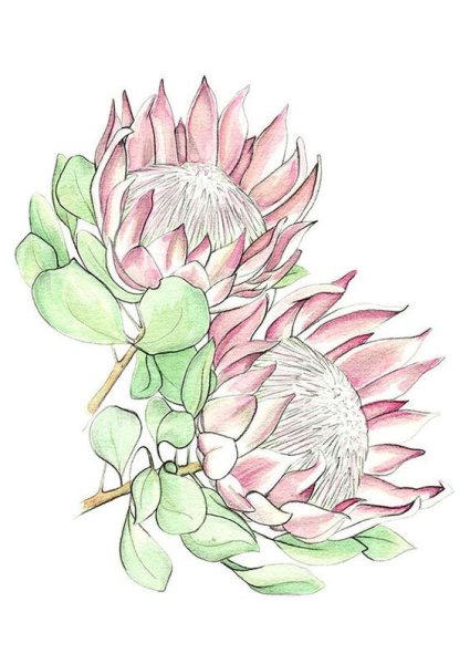 Протея эскиз