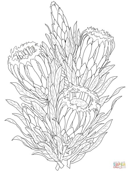 Протея Графика