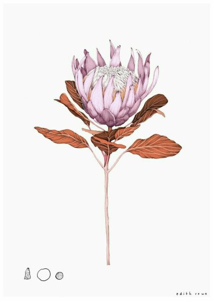 Протея Waratah Ботаническая иллюстрация