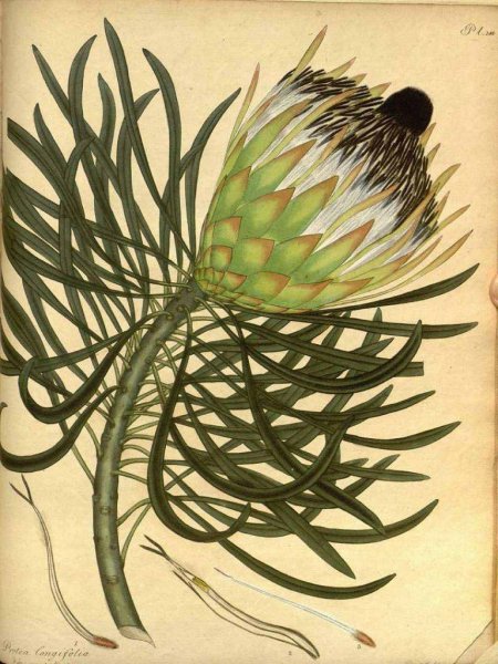 Protea longifolia