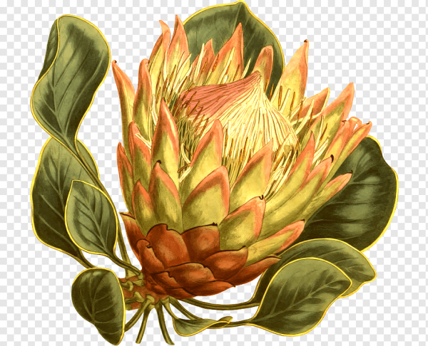 Протея артишоковая акварель