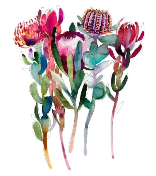 Протея цветок акварель