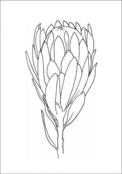 Протея очертание