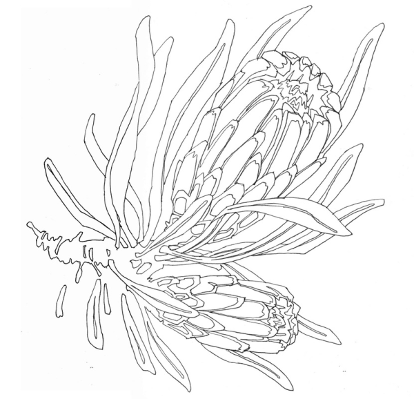 Протея эскиз