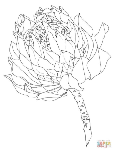 Протея эскиз