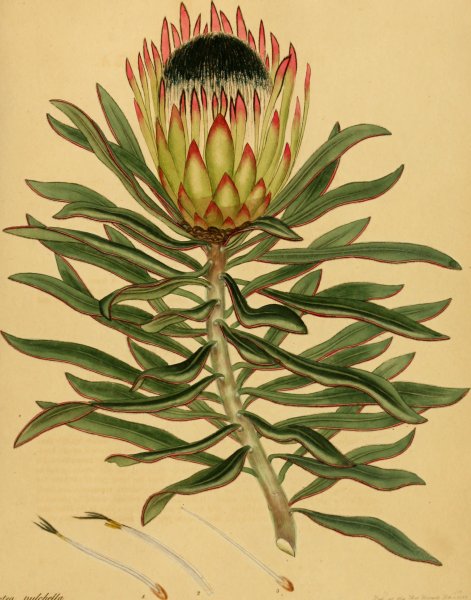 Протея Бурчелли фиолетовый