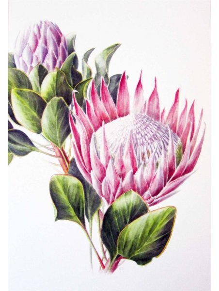 Протея Ботаническая иллюстрация