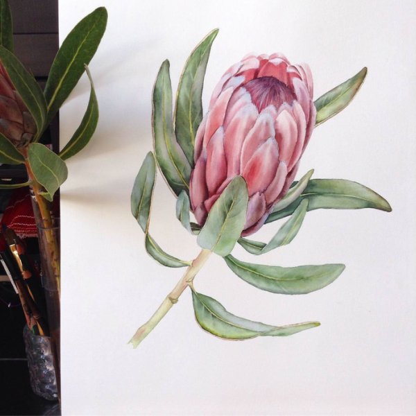 Протея Ботаническая иллюстрация