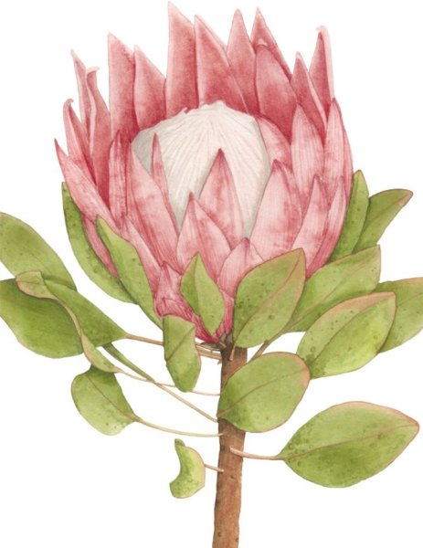 Протея артишоковая Королевская Ботаническая иллюстрация