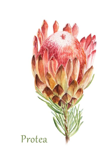 Протея Ботаническая иллюстрация