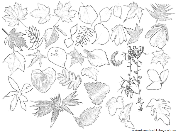 Маленькие листики деревьев