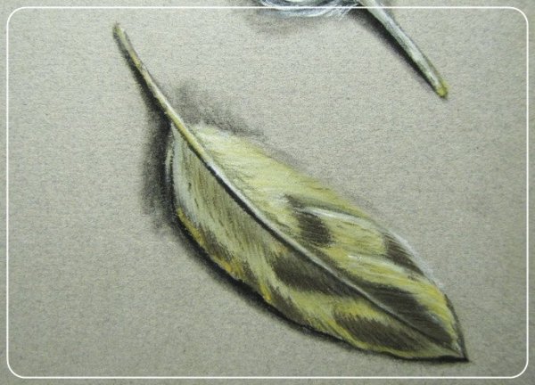 Перо синицы