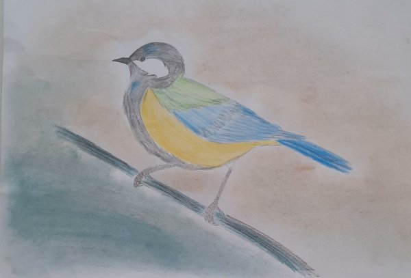 Перо голубя рисунок