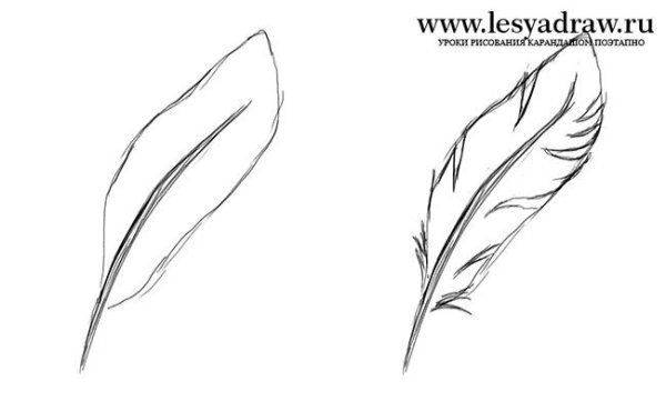 Перья птиц синица