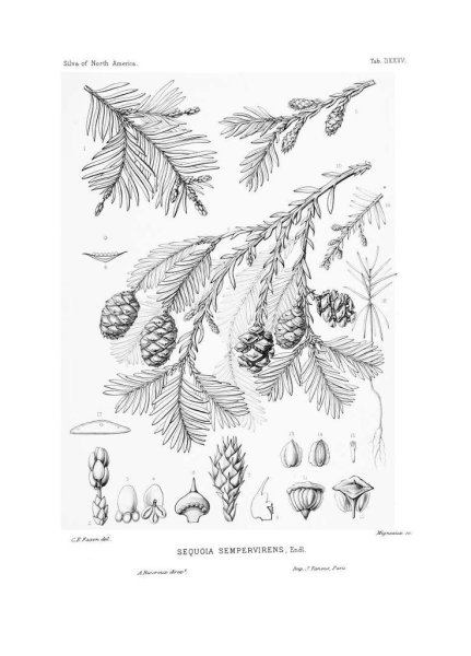 Секвойя раскраска для детей