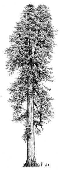 Секвойя дерево нарисовать