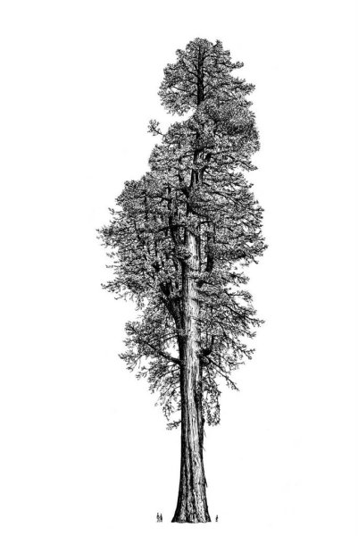 Высокое дерево на белом фоне