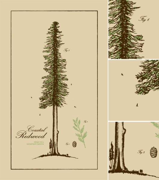 Секвойя вечнозелёная схематично