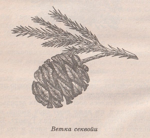 Наброски Секвойя дерево