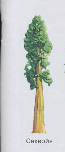 Строение секвойи