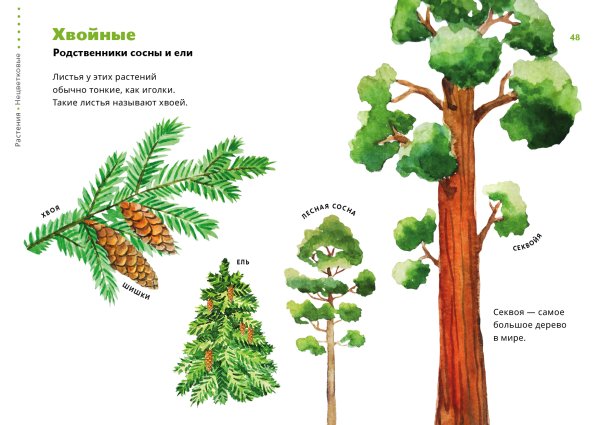 Деревья разновидности вектор