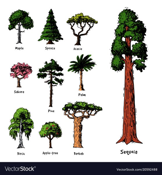 Сосна скетч