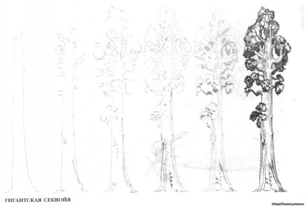 Секвойя раскраска