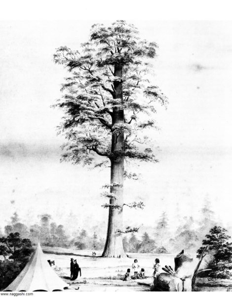 Деревья мультяшные в плане